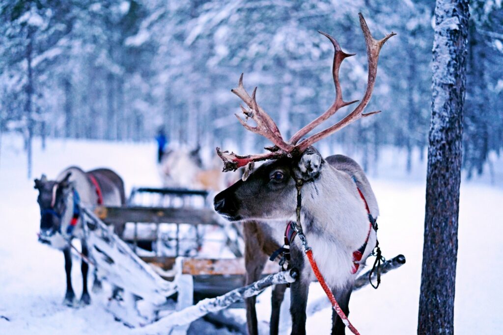 Reindeer experiences - Aavalevi