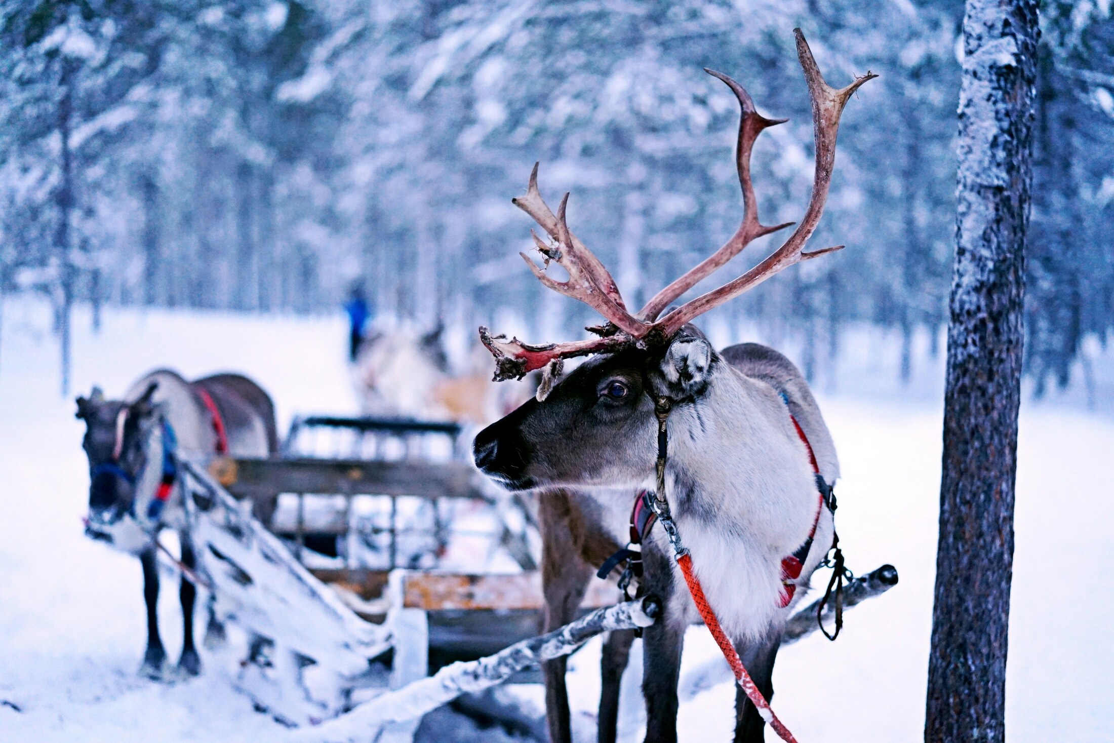 Reindeer safari at dusk during a November holiday in Lapland near Levi