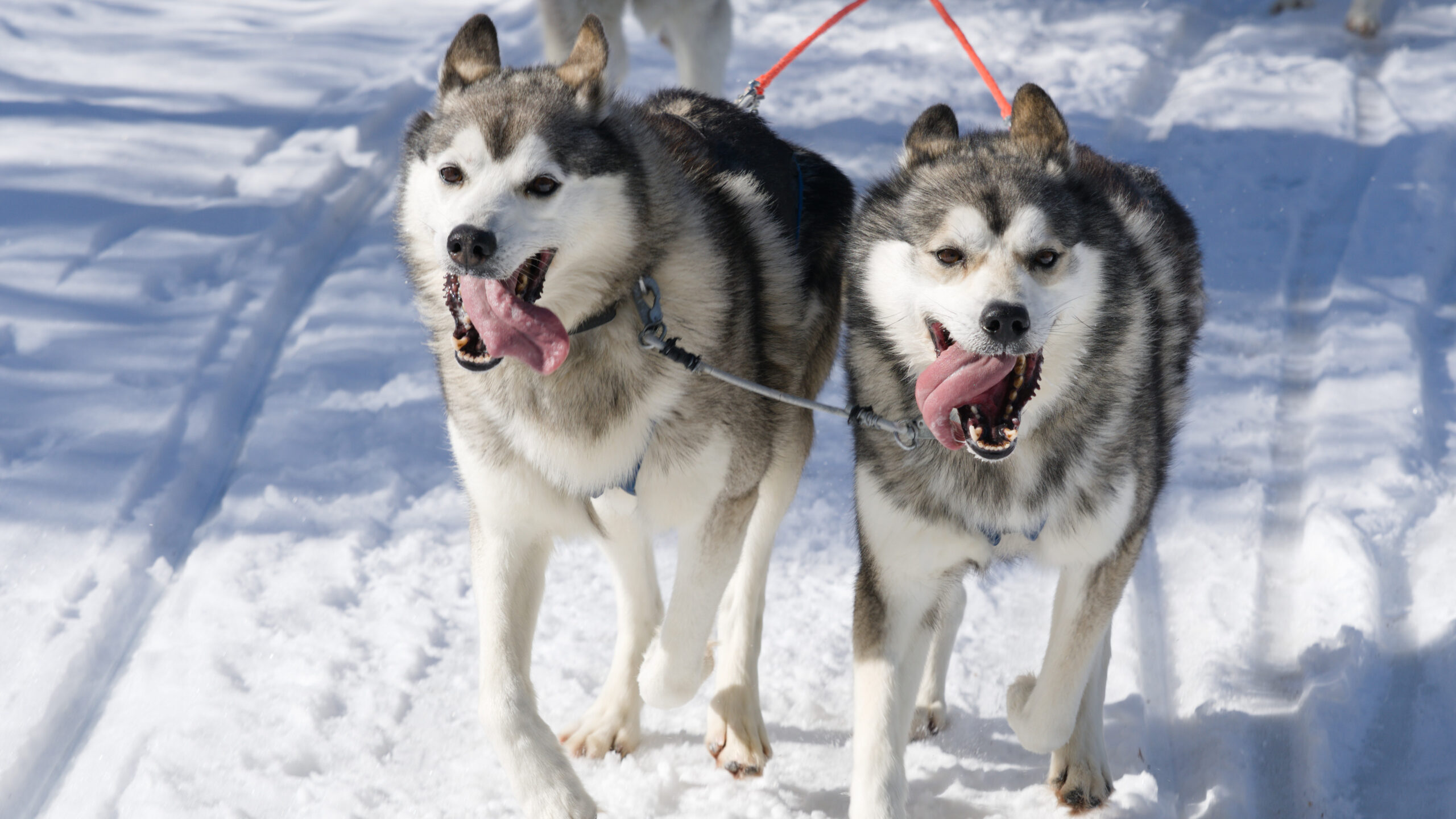 Husky Safari - Aavalevi